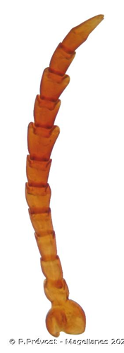 <i>Noterus clavicornis</i> (De Geer, 1774) © P.Prévost - Magellanes 2021