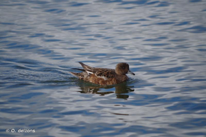 Canard siffleur © O. delzons